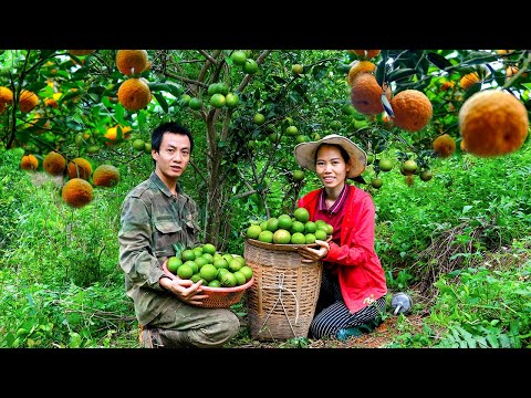 Harvesting Oranges Goes To Market Sell | Working on a rainy day | Mai Nha Tranh