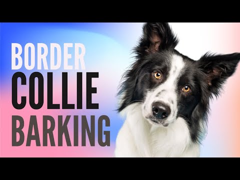 Border Collie Barking Sound FX (HD)