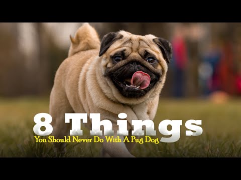 8 Things You Should Never ❌ Do With A Pug Dog❗