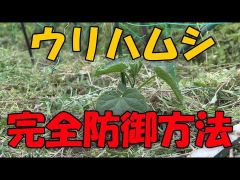 【ウリハムシ】完全防御方法　予防・対策