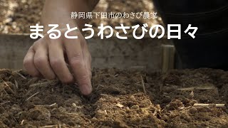 まるとうわさびの日々Vol. 5 種蒔き