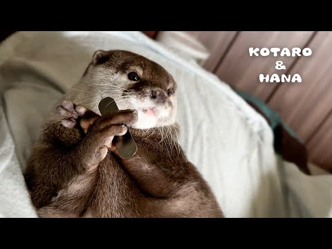 Otter Nearly Pass Out While Juggling