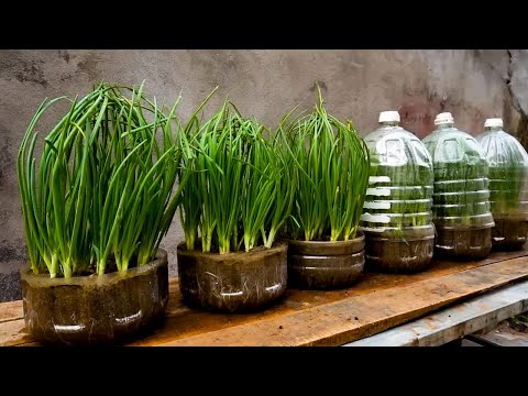 TOP 10 Methods Propagating Purple Onions on the Balcony for Beginners