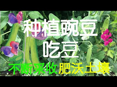 种植豌豆 ｜ 肥沃土壤最好的方法