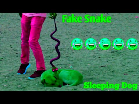 funny prank fake snake and dog @fun_superfast