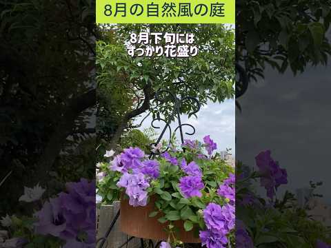 8月の自然風の庭 秋が待ち遠しい