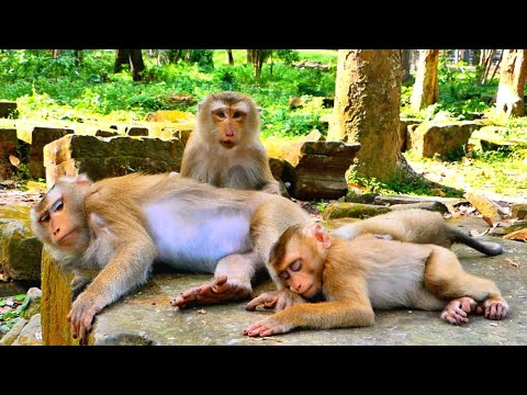 Lovely Families../ Tiny LEO & Sister Rainbow help grooming Mom until sleeping by Peacefully with Mom