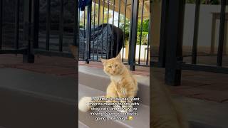 #catshorts #cutecat #catcatcat #catvideos #catsofinstagram #catlovers #catholic #catvideo #cat