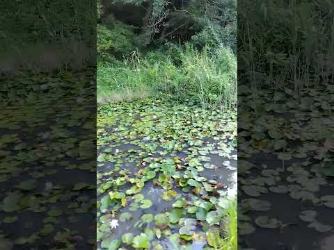 水辺の森 VID 2023-09-18 062142342