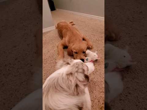 Unicorn tug-o-war! 🦄 🐶 #shorts #funny #puppy #cute #dog