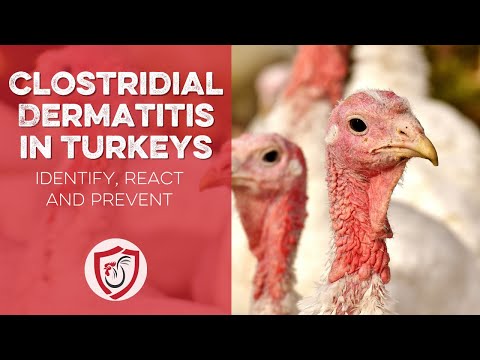 Clostridial Dermatitis: Turkey Diseases and Treatment