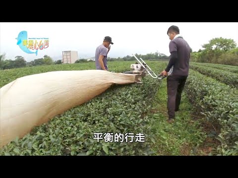 【南投名間】與蟲共生 青農陳崇銘的無毒餘韻茶｜有機無毒｜400｜#美麗心台灣