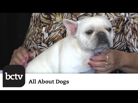 French Bulldogs | All About Dogs