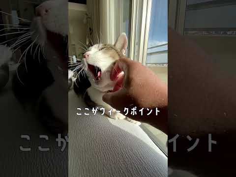 猫にあくびをさせて指を入れる悪戯😅