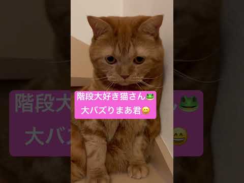 階段大好き猫さん🐸まあ君😀😊#ブリティッシュショートヘアー