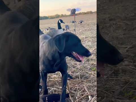 Season has started and so have the triples 🇺🇸#goosehunting #hunting #dog #workingdog #waterfowl