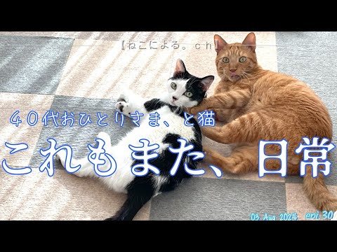 40代おひとりさま、と猫「これもまた、日常」　epi.30　【ねこによる。ｃｈ】　｜元野良猫｜保護猫｜猫飼い初心者の共同生活記録｜熱中症対策｜