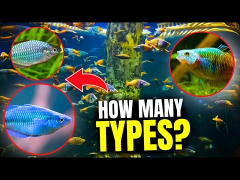 Types of Rainbow Fish: Discover the Top 15 Varieties