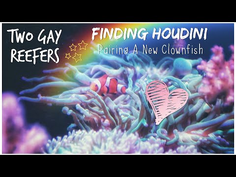 Finding Houdini - Pairing A New Clownfish