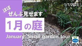 1月の庭｜ほぼ ぜんぶ見せます！｜January: Small garden tour