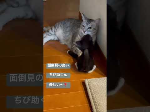 姪っ子を可愛がる ちび助くん