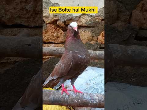 sabash mere sher 🦁 || kabutar ki video || #kabutar #pigeon #kabutarstatus #pigeonlover #kabutarbazi