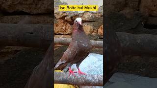 sabash mere sher 🦁 || kabutar ki video || #kabutar #pigeon #kabutarstatus #pigeonlover #kabutarbazi