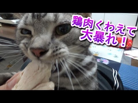 鶏肉くわえて大暴れ！（アメリカンショートヘア）