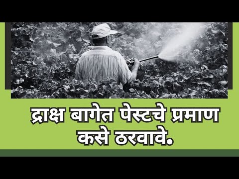 shrihari ghumare |  द्राक्ष बागेत पेस्टचे प्रमाण कसे ठरवावे.