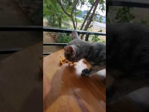 cat also love sweet potatos