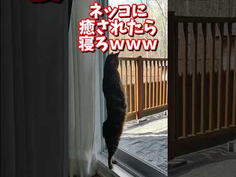 ネッコの動画で癒されたら寝ろｗｗｗ　#2ch #2chまとめ 動物スレ #2ch面白いスレ #動物 #犬 #猫 #癒やし #ねこ動画#ねこ