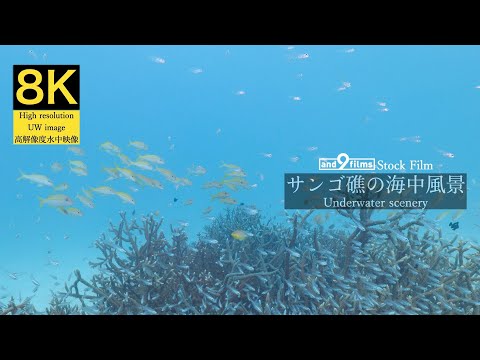 【8K 水中映像】サンゴ礁の海中風景 / Underwater scenery / Iriomotejima-island Okinawa