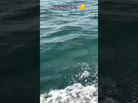 Beauty of Sea Beach | Beautiful Whatsapp status #viral #reels #youtubeshorts #trending #beach #sea