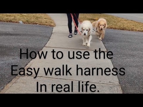 How to walk dogs with easy walk harness by Gabie and Coco