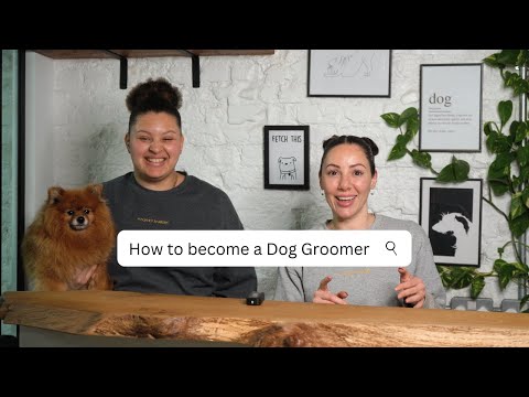 How to become a Dog Groomer