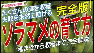 ソラマメの上手な育て方（種まきから収穫までを完全解説）空豆栽培方法のコツとポイントが分かる！