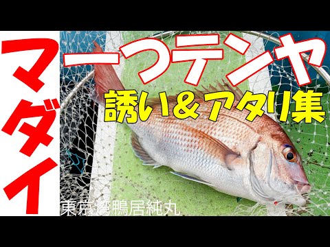 【一つテンヤ】マダイ釣りの誘い＆アタリ集　東京湾鴨居純丸 2023年秋