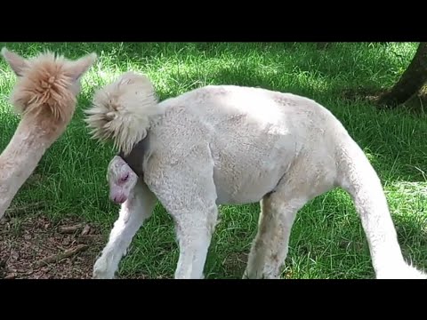 LA NAISSANCE DATE UN PEU : ALPAGA, c'est le nom de cet animal... C'était le 5 Juin 2016, un