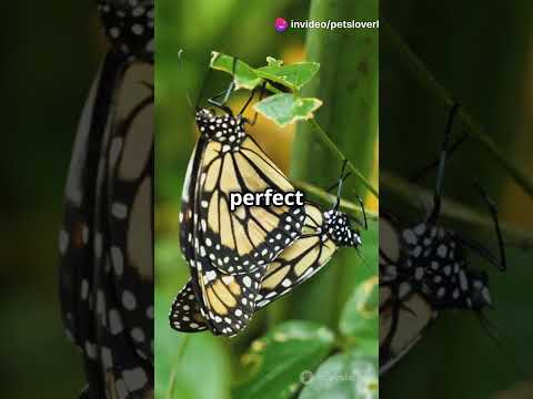 Wildlife Moments Caught on Camera #youtubeshorts #viralshorts #animals