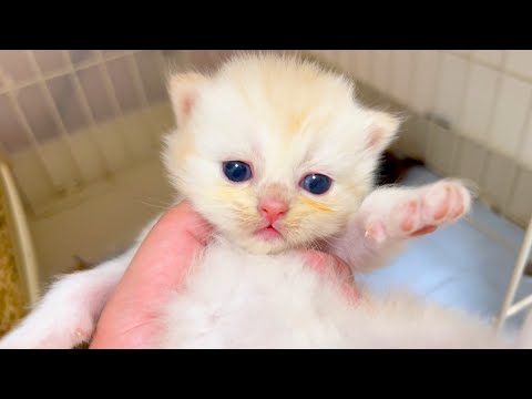 【マンチカンの子猫】嫌々な鳴き声も可愛い子猫達の件 ～猫のいる生活Vol.1046～出産動画 マンチカン短足・ミヌエット・ペルシャ猫専門ブリーダー『ペット蔵人』【子猫の成長記録】