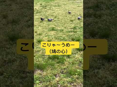 ハトポッポ　　　　　　　#shortsvideo #japan #news #world  #公園