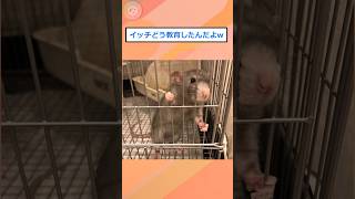 【2ch面白いスレ】ドブネズミ捕まえて育ててみた結果…w