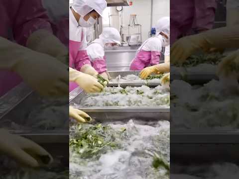 Amazing korean kimchi mass production process! Kimchi factory in Korea