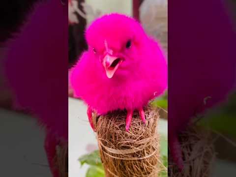 Colorful chicks chirping-baby chicken #colorfullchick #cuteanimals #birds #youtubeshorts