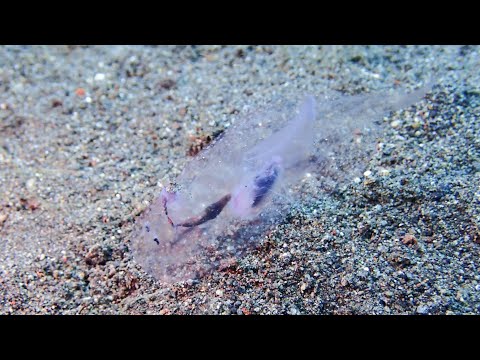 【深海生物発見‼】 2度と見る事はないであろうゾウクラゲ(⁠☉⁠｡⁠☉⁠)⁠!  バリ島アメッドの海。glass nautilus in UW  amed Bali