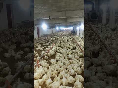 #poultryfarming #broilerchicken #broiler_poultry_farm #murgifarm #henfarm #poultryfarmbusinessplan