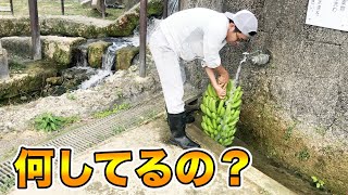 [How to grow bananas] A guideline for harvesting from banana harvesting to washing. Professionals.