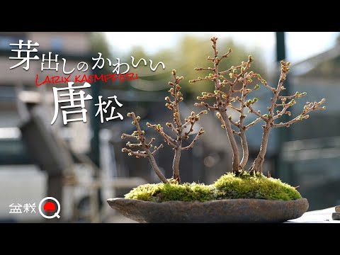 Group planting of Japanese pine trees. [Bonsai Q]