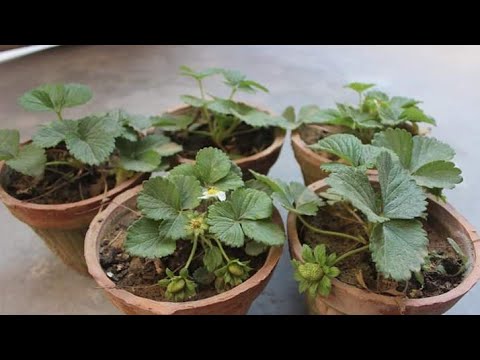 Care of Strawberry plant in Pakistan