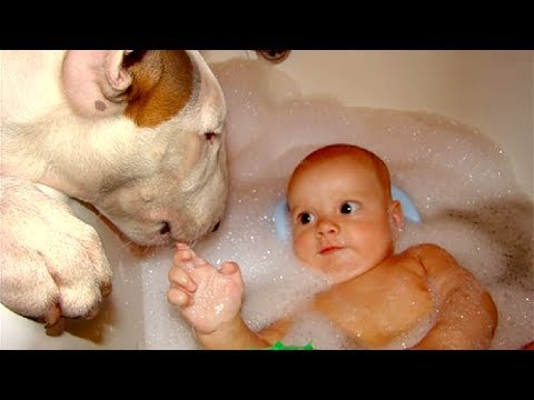 Bull Terrier and Baby Compilation